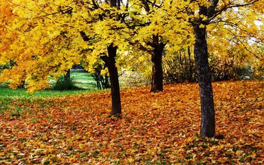 “秋宜平补”秋天食补的基本原则